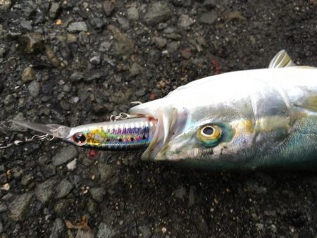 ツバス、ハマチ